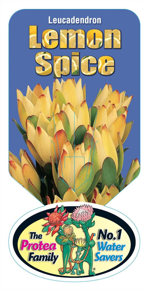 Leucadendron Lemon Spice 200mm