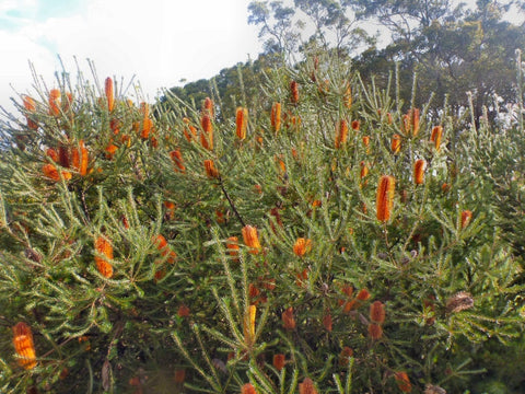 Banksia Ericifolia Tube