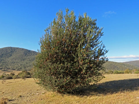 Banksia Marginata TUBE