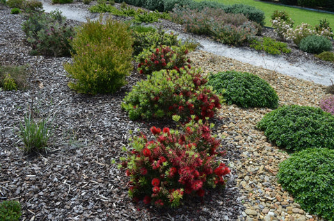 Callistemon 'Matthew Flinders' 200mm