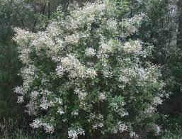 Prostanthera 'poorinda ballerina' 70mm Tube