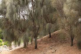 Allocasuarina Verticillata  'Drooping Sheoak' tube