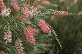 Callistemon Injune 200mm