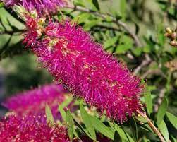 Callistemon 'Mauve Mist' 200 mm