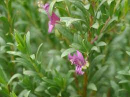 Eremophila Maculata 'Thundercloud' TUBE