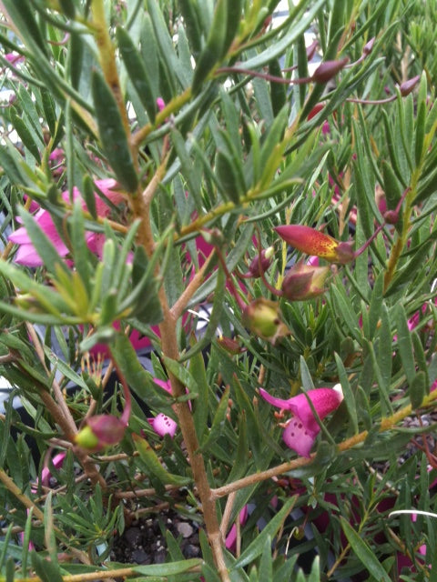 Eremophila 'Magenta Dream' 200mm