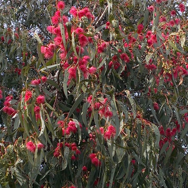 Eucalyptus leucoxylon rosea 250mm