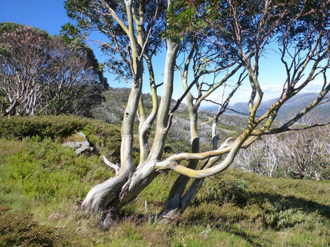 Eucalyptus Pauciflora 'Snow Gum' 200mm