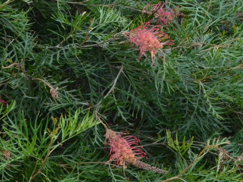 Grevillea 'Coconut Ice' Tube