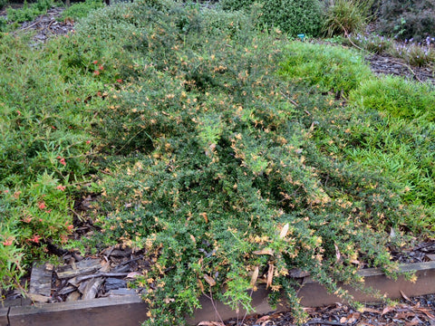 Grevillea 'Carpet Queen' Tube