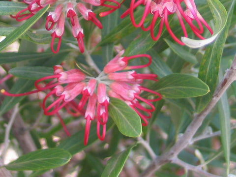 Grevillea olivacea Red TUBE