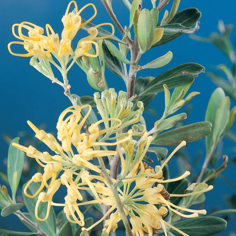 Grevillea Olivacea 'Yellow' 200 mm