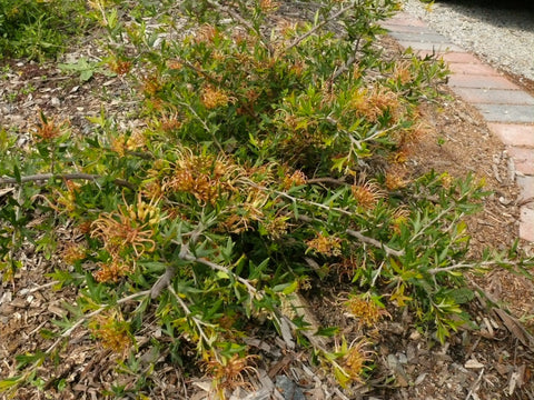 Grevillea 'Old Gold' 70mm