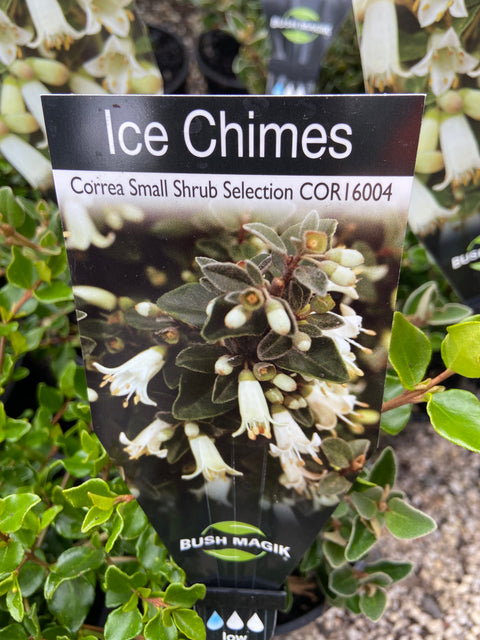 Correa 'Ice chimes' 140mm