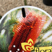 Banksia ericifolia Red Rover 180mm
