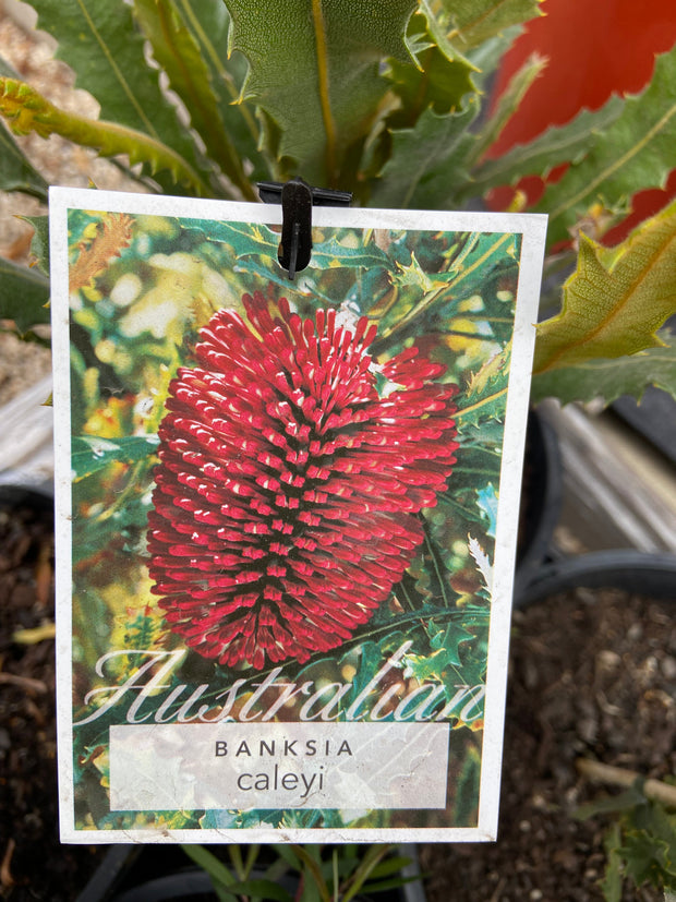 Banksia Caleyi 140mm