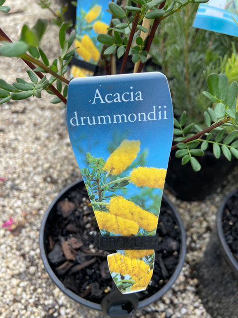 Acacia Drummondii 140 mm