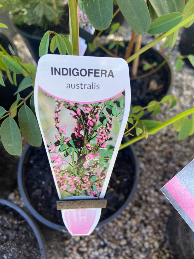 Indigofera australis Tube