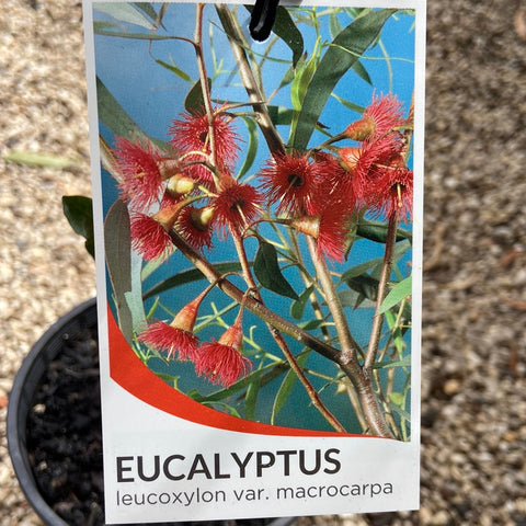 Eucalyptus leucoxylon var. macrocarpa 200mm