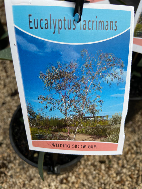 Eucalyptus lacrimans 300mm