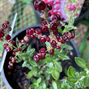 Seaberry SaltBush TUBE