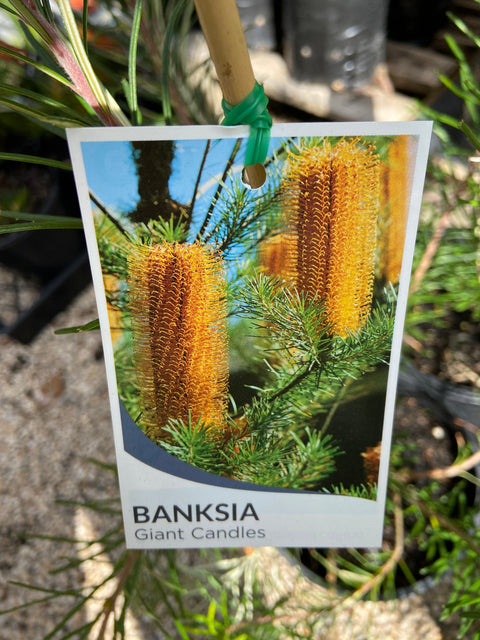 Banksia 'Giant Candles' tube