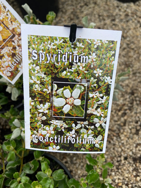 Spyridium Coactilifolium 140mm