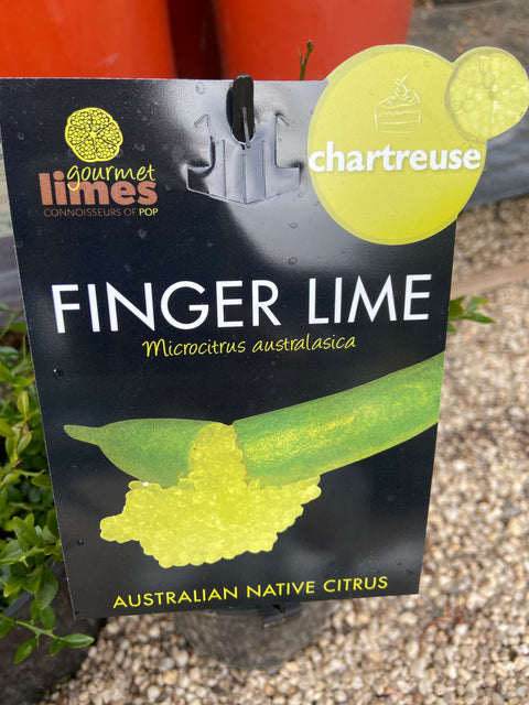 Microcitrus australasica 'Finger Lime - Chartreuse' 140mm
