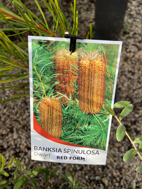 Banksia Spinulosa Dwarf RED 140mm