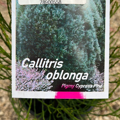 Callitris oblonga 200mm