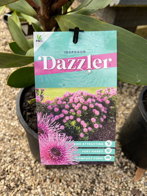 Isopogon latifolius dazzler 140mm