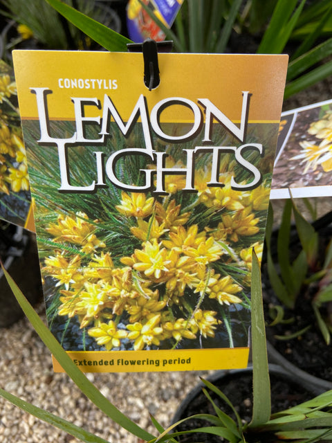 Conostylis Lemon Lights 140mm