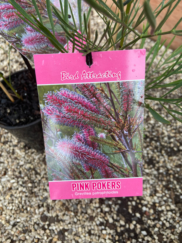 Grevillea petrophiloides 'Pink Pokers' 140 mm