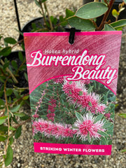Hakea 'Burrendong Beauty' 140mm