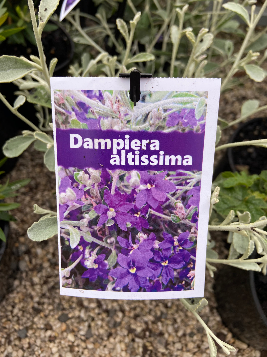 dampiera altissima Dampiera altissima 140mm