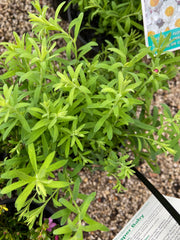 Rhodanthe paper baby 140mm