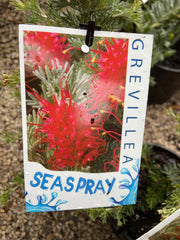 Grevillea 'Sea Spray' Tube