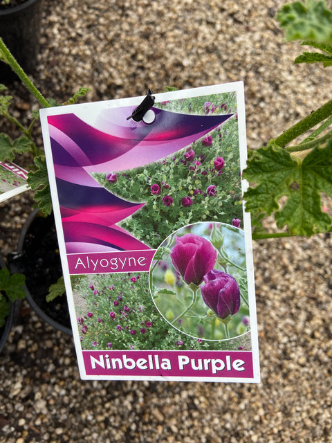 Alyogyne Huegelii 'Ninbella Purple' 140 mm