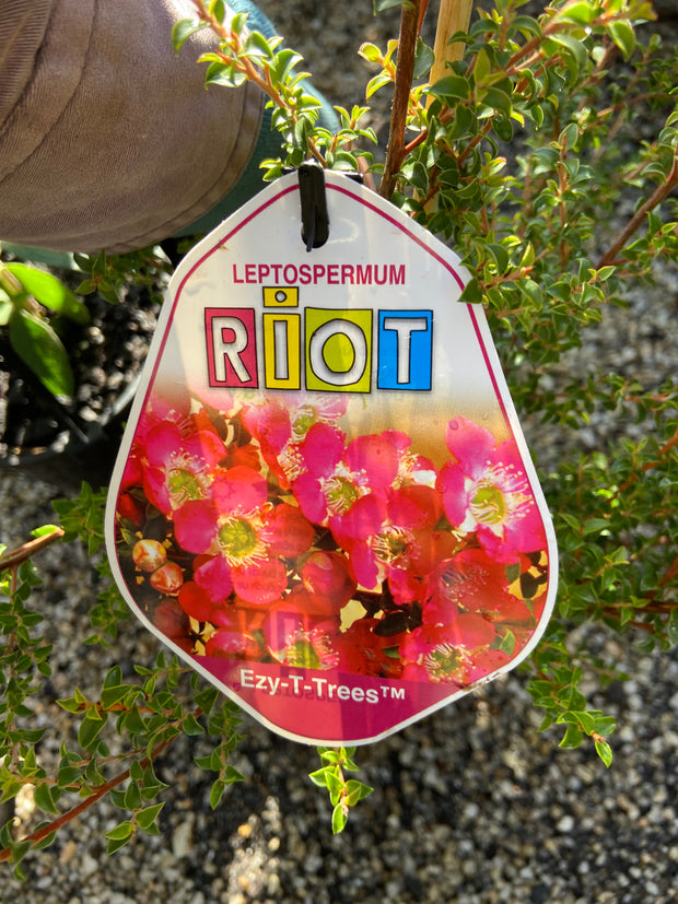 Leptospermum 'Riot' 140mm