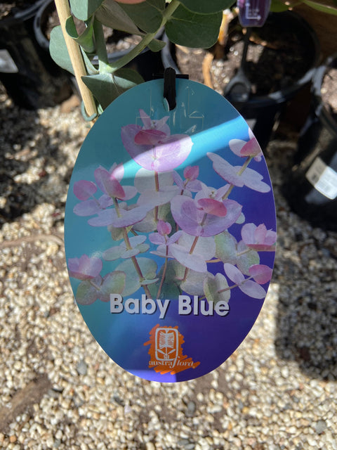 Eucalyptus Baby Blue TUBE