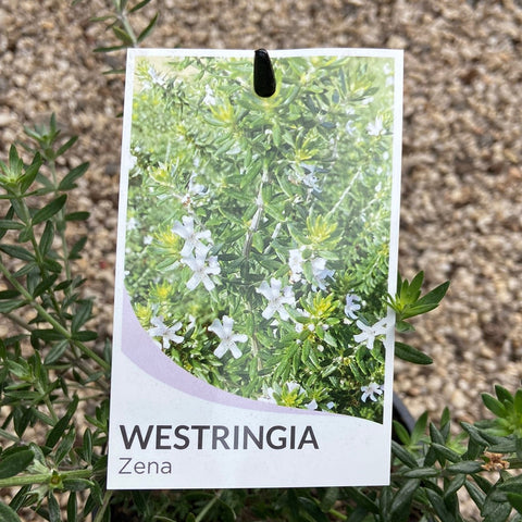 Westringia Zena Tube