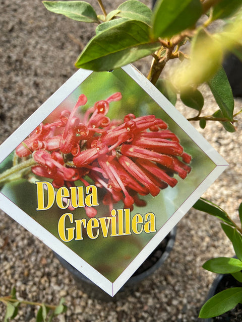 Grevillea rhyolitica 'Deua Flame' 140mm