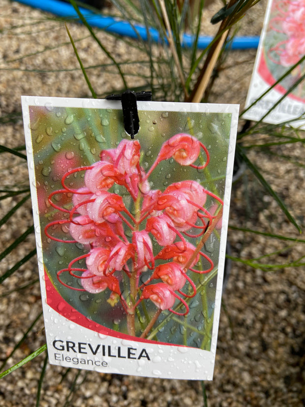 Grevillea Elegance 140mm