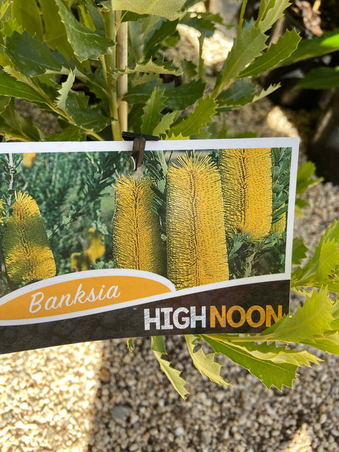 Banksia Praemorsa 'High Noon' 330mm