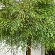 Acacia cognata Limelight STD 250mm