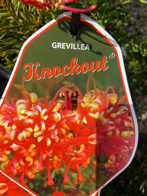 Grevillea knockout 200mm