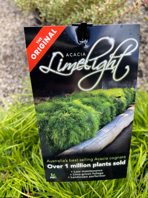 Acacia cognata 'LimeLight' 200 mm