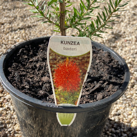Kunzea Baxteri Red 200mm