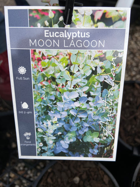 Eucalyptus Moon Lagoon 250mm