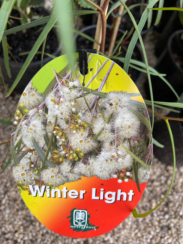 Eucalytpus 'Winter Lights' 250mm